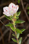 Hairy laurel <BR>Hairy wicky